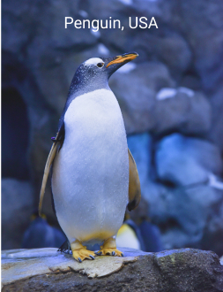 penguin